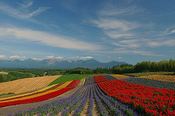 Field of Flowers - Hokkaido, sky, flowers, japan, field HD wallpaper
