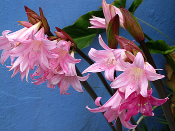 Flowers, Flower, Close-Up, Buds, Amaryllis HD wallpaper