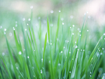 Grassy, abstract HD wallpaper