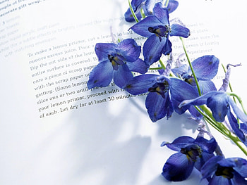 Plants, Flowers, Objects, Books HD wallpaper