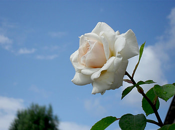 Flowers, Sky, Drops, Flower, Rose Flower, Rose HD wallpaper