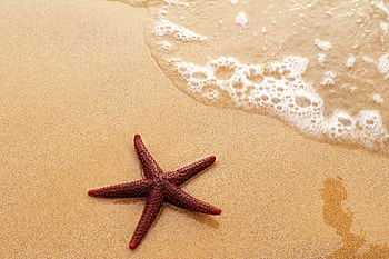 Starfish ocean sea, Fish bokeh, mobile backgrounds HD wallpaper