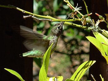 Hummingbird, animal, plant, bird HD wallpaper