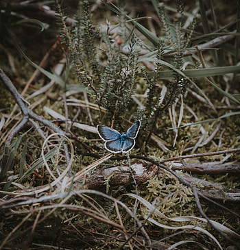 Grass, Macro, Branches, Butterfly HD phone wallpaper
