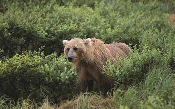 Animals, Grass, Bear, Gait HD wallpaper