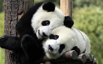 Giant panda animal love HD wallpaper
