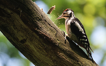 Woodpecker, animal, nature, bird HD wallpaper