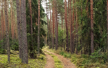 Forest Path, trees, Latvia, forest, path HD wallpaper