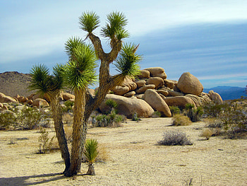 Nature, California, National Park, Short-Leaved Yucca, Yukka Short-Leaf, Joshua Trees, Cholla Cacti HD wallpaper