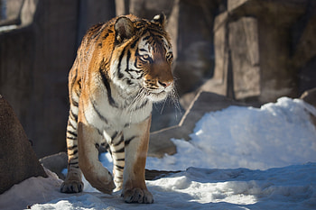 Animals, Snow, Predator, Big Cat, Tiger HD wallpaper