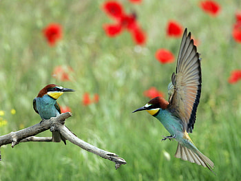 Birds_Pcheloedy, birds, animals, nature, flowers, grass HD wallpaper