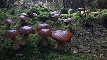 Porcini mushroom find, Forager's treasure, Lost for words, Fungi fascination HD wallpaper