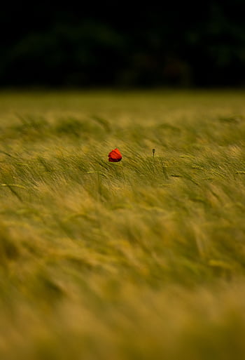 A single red poppy sways in a verdant hayfield in Châteauredon, France. HD phone wallpaper