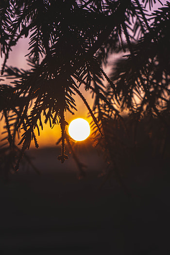 Sunset, Sun, Dark, Branches HD phone wallpaper