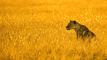 Lioness Big Cat , lioness, animals HD wallpaper