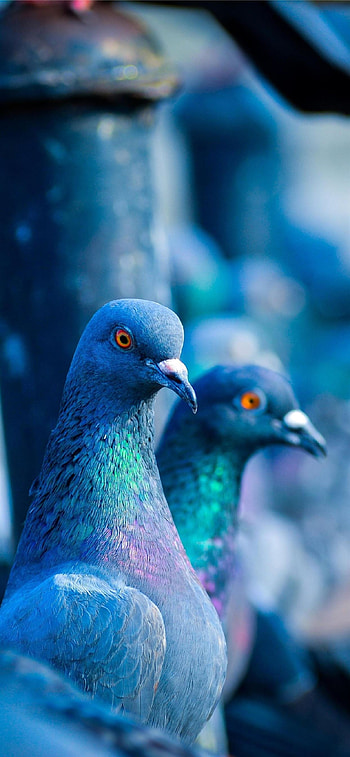 Pigeon paradise, , Avian fascination, Feathered friends HD phone wallpaper