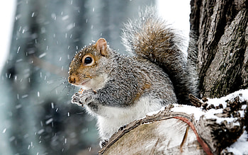 Squirrel in Snow, animal, winter, snow, squirrel HD wallpaper