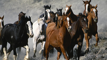 Animals, Horses HD wallpaper