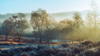 Mist on The Heath, Rammamere Heath, Bedfordshire, UK, autumn, trees, frosty, morning, ice HD wallpaper