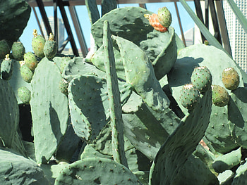 Cactus fruit, graphy, green, Flowers, fruit, cactus HD wallpaper