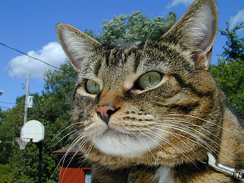 Sweet pet, animal, kitten, cat, pet HD wallpaper