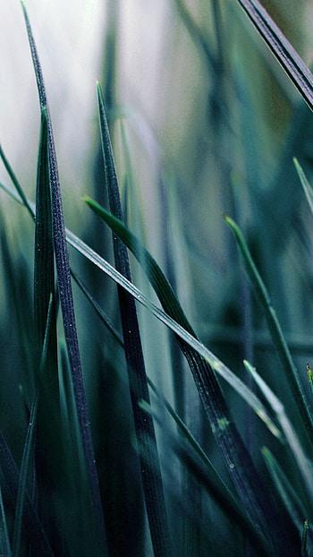 Nature's blue grass, Leaf bokeh, Garden ambiance, Watercolor green backgrounds HD phone wallpaper