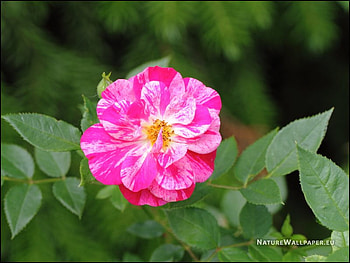 A pretty flower for my new friend (Yingakirah) Jane., sweet, friendship, special, flower HD wallpaper