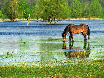 Beautiful horse, blue, sweet, animal, horse, beautiful, grass, horses, green, trees, nature, water HD wallpaper
