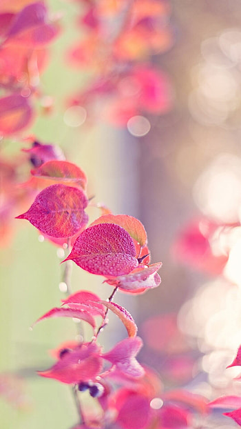 Pretty Tumblr HD phone wallpaper