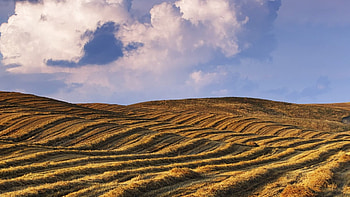 wonderful cultivated fields, clouds, fields, cultivated, hills HD wallpaper