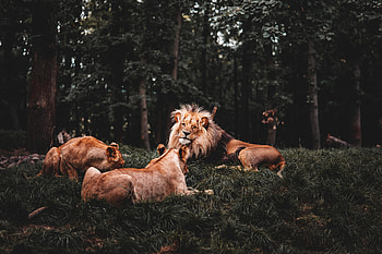 Three Lions Lying Down , lion, animals HD wallpaper