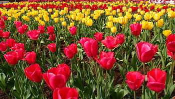 A colorful field of red and yellow tulips in a garden setting during the day. HD wallpaper
