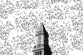 Birds, Architecture, Building, Miscellanea, Miscellaneous, Bw, Chb, Chapel HD wallpaper