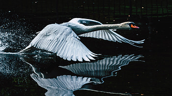Mute Swan Bird Is Flying Up From Water With Reflection Birds HD wallpaper