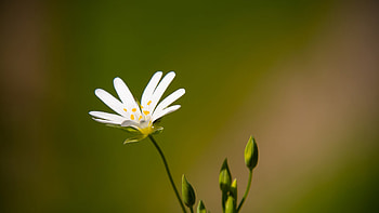 Spring Hope, summer, natural, daisy, green, hope, nature, flowers, spring HD wallpaper