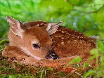 Animals, Deers HD wallpaper