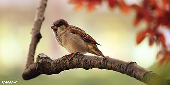 sparrow, Bird's portrait, Close-up shot, Stunning HD wallpaper