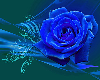 Magical Rose, blue, rose, abstract, flower HD wallpaper