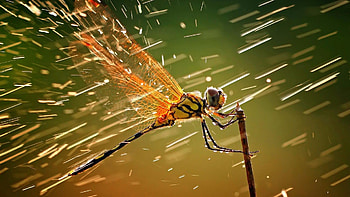 Macro animals , Up-close shots, Nature's tiny wonders, Incredible details HD wallpaper