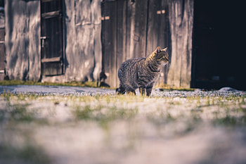 Animals, Cat, Striped, Stroll HD wallpaper