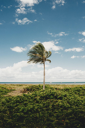 Nature, Coast, Wood, Tree, Palm, Tropics HD phone wallpaper