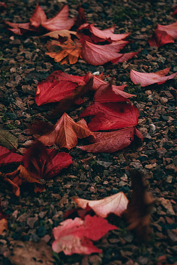 Nature, Stones, Pebble, Autumn, Leaves HD phone wallpaper