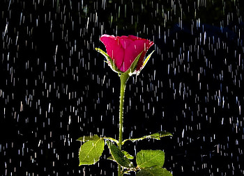 Red Rose In The Rain, rose, in the rain, red, flower HD wallpaper