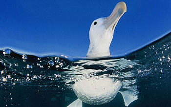 Animals, Water, Sea, Bird, Duck, To Swim, Swim HD wallpaper