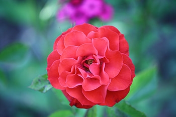 Lovely Red Rose, rose, petals, red, nature, flowers, macro HD wallpaper
