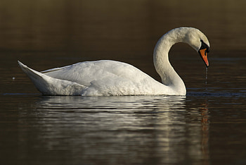 Animals, Water, Bird, Swan HD wallpaper