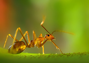 Fire ant, Ant HD wallpaper