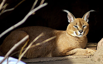 Animals, Stones, To Lie Down, Lie, Branches, Caracal HD wallpaper