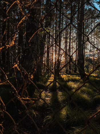 Nature, Trees, Sun, Rays, Beams, Forest, Grid, Metal, Metallic HD phone wallpaper