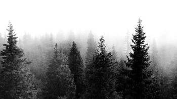 graphy Dark Forest Hipster | | Pinterest | Hipster , Forest and Dark forest HD wallpaper